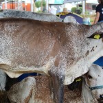 JULGAMENTO GIR - EXPO ROCHEDO 2024